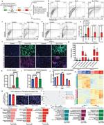 CD144 (VE-cadherin) Antibody in Flow Cytometry (Flow)