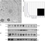 CD9 Antibody in Western Blot (WB)
