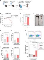 CD184 (CXCR4) Antibody in Flow Cytometry (Flow)