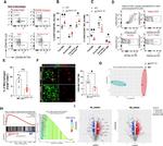 RELM alpha Antibody in Flow Cytometry (Flow)