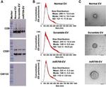 CD9 Antibody in Western Blot (WB)