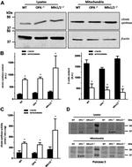 Citrate Synthase Antibody in Western Blot (WB)