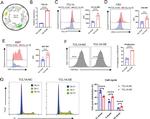 TCL1 Antibody in Flow Cytometry (Flow)