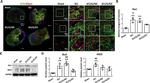 IBA1 Antibody in Western Blot (WB)