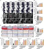 Aggrecan Antibody in Immunohistochemistry (Paraffin) (IHC (P))