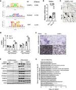 UCP1 Antibody in ChIP Assay (ChIP)