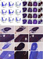 SULT2A1 Antibody in Immunohistochemistry (Paraffin) (IHC (P))