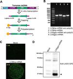 Lassa Virus Glycoprotein G2 Antibody in Western Blot (WB)