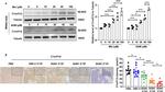 C1orf112 Antibody in Western Blot, Immunohistochemistry (Paraffin) (WB, IHC (P))