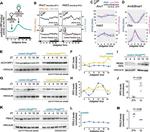 FBXL5 Antibody in Western Blot (WB)