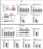 LDHA Antibody in Western Blot (WB)