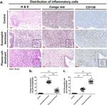 CD138 Antibody in Immunohistochemistry (Paraffin) (IHC (P))