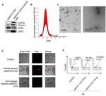 CD63 Antibody in Western Blot (WB)