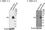CD279 (PD-1) Antibody in Western Blot (WB)