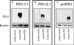 CD279 (PD-1) Antibody in Western Blot (WB)