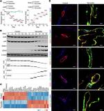 VEGF Receptor 2 Antibody in Western Blot (WB)