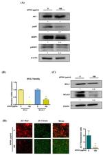 Bcl-X Antibody in Western Blot (WB)
