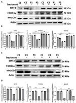 SIRT3 Antibody in Western Blot (WB)