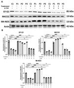 SIRT3 Antibody in Western Blot (WB)