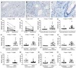 Calprotectin Antibody in Immunohistochemistry (Paraffin) (IHC (P))