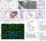 VCP Antibody in Western Blot (WB)