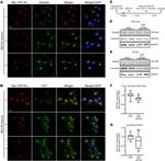 VCP Antibody in Western Blot (WB)