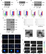 Nrf2 Antibody in Western Blot (WB)