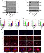 Nrf2 Antibody in Western Blot (WB)