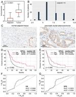 SKA3 Antibody in Immunohistochemistry (Paraffin) (IHC (P))