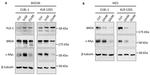 PLK1 Antibody in Western Blot (WB)