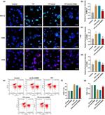 CD4 Antibody in Flow Cytometry (Flow)