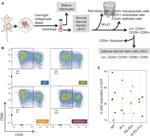 CD34 Antibody in Flow Cytometry (Flow)