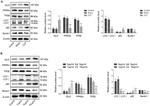 GLI2 Antibody in Western Blot (WB)