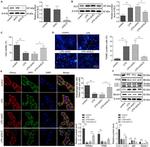 GLI2 Antibody in Western Blot (WB)