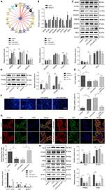 PPAR alpha Antibody in Western Blot (WB)