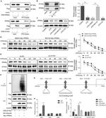 PPAR alpha Antibody in Western Blot (WB)