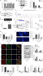 PPAR alpha Antibody in Western Blot (WB)