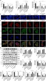 PPAR alpha Antibody in Western Blot (WB)