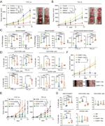 CD8a Antibody in Flow Cytometry (Flow)