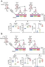 Perforin Antibody in Flow Cytometry (Flow)