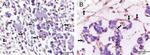 VEGF Polyclonal Antibody