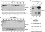 N6AMT1 Antibody in Western Blot, Immunoprecipitation (WB, IP)