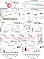 Phospho-PLCG2 (Tyr759) Antibody in Flow Cytometry (Flow)