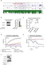 PMCA ATPase Antibody in Western Blot (WB)