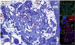 IBA1 Antibody in Immunohistochemistry (Frozen) (IHC (F))