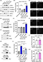 Myc Tag Antibody in Western Blot (WB)