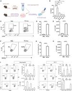 IL-22 Antibody in Flow Cytometry (Flow)