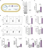 IL-22 Antibody in Flow Cytometry (Flow)