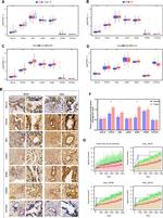 TOP3A Antibody in Immunohistochemistry (Paraffin) (IHC (P))