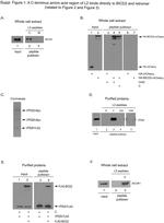 CCDC64 Antibody in Western Blot (WB)